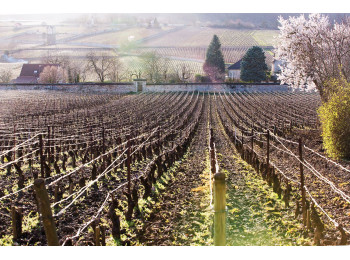 Domaine Albert Grivault