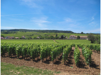 Domaine Albert Grivault