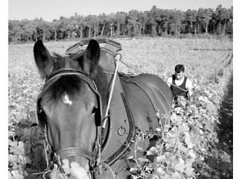 Domaine Trapet